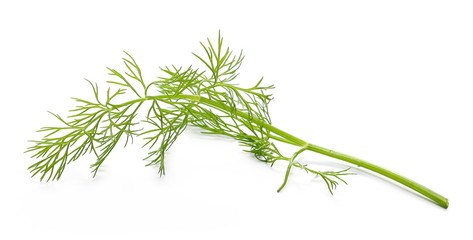 Fresh green dill isolated on white background