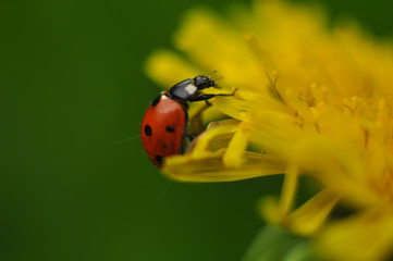 ladybug on green leaf