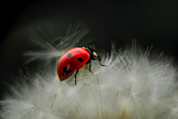 ladybug on green grass
