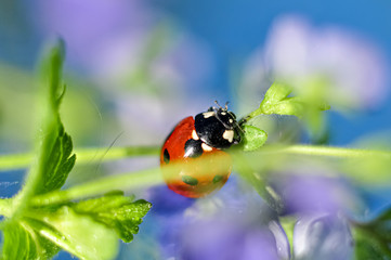 Ladybug on flower
