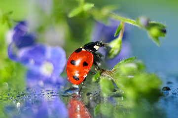 ladybug on flower