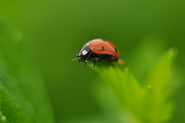 ladybug