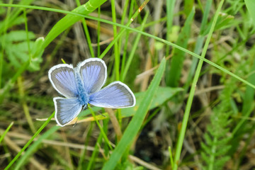 Butterfly in natural habitat in green grass with copy space. Plebejus argus.