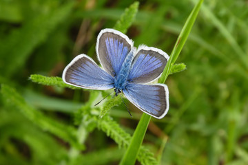 Butterfly Plebejus argus or big argus. Butterfly from the family of dovetails.