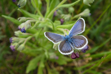 Butterfly blue adonis. Blue Argus