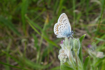 Close-up of a small silver-blue butterfly Plebejus argus collects pollen from a flower. Copy space available