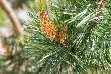Naklejka na ściany i meble Spruce needles and cones. Natural plants. Nature.