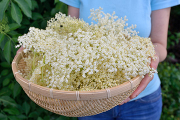 Woman Holding Freshly Picked Elderflower Cordial