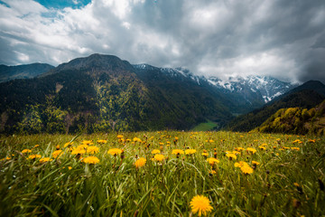 Flowers in Logar Valley between snowy mountains forest in Spring vacation tourist, Logarska dolina, Slovenia&nbsp;