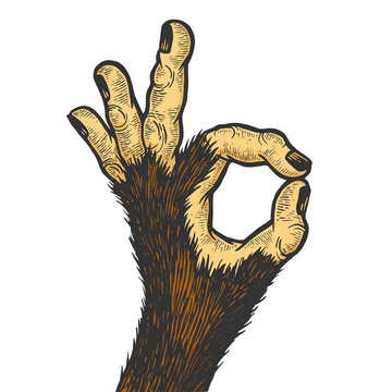 Monkey animal hand with ok gesture color sketch engraving vector illustration. Good sign. Scratch board style imitation. Hand drawn image.