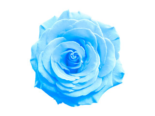 Chic blue Rose Macro On White Background
