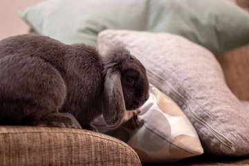 Rabbit on sofa