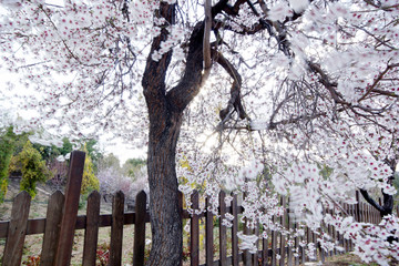 almond tree blossoms on tree brunch at spring season