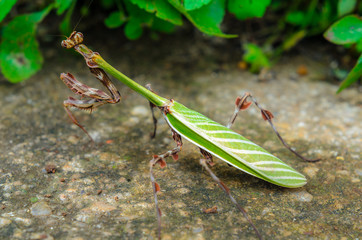 Natural born predators. Mantis in a natural environment. Selected Depth of Field.