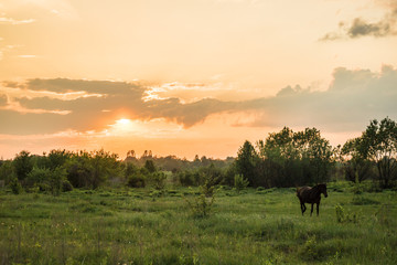 sunset in field