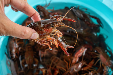 Hand grabbing a live crayfish
