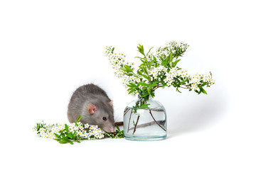 Cute rat on a white isolated background. Near vase with spirea branches. The symbol of 2020. Cute pet. Copy space.