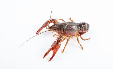 a live crayfish on a white background