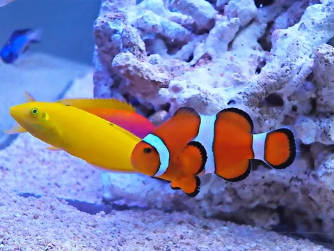 カクレクマノミとイエローコリス Stock Photo Adobe Stock