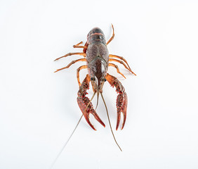 a live crayfish on a white background