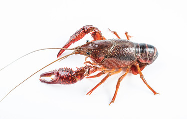 a live crayfish on a white background