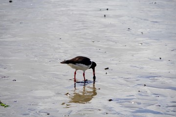 Austernfischer auf Nahrungssuche im Wattenmeer auf Föhr
