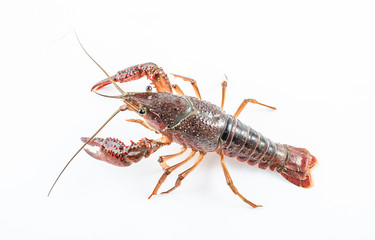 a live crayfish on a white background