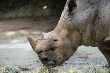 Obraz premium Side view of a White Rhinoceros eating hay 