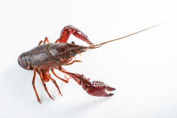 a live crayfish on a white background