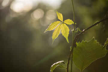Parthenocissus (Girlish grapes) a genus of tendril. Wild grapes. Leaves on a background of sunshine.