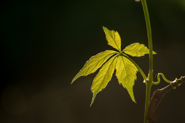 Parthenocissus (Girlish grapes) a genus of tendril. Wild grapes. Leaves on a background of sunshine.
