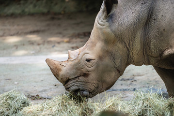 Naklejka premium Side view of a White Rhinoceros eating hay 