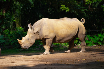 Side view of a white rhinoceros on the move in the sun , kicking up dirt 