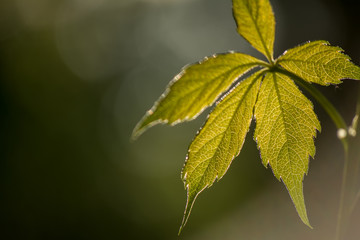 Parthenocissus (Girlish grapes) a genus of tendril. Wild grapes. Leaves on a background of sunshine.