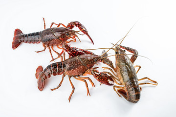 Fresh crayfish on white background