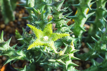 Blooming green flower of Orbea dummeri. It is a perennial soft-wooded succulent with roundish.