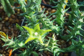 Blooming green flower of Orbea dummeri. It is a perennial soft-wooded succulent with roundish.