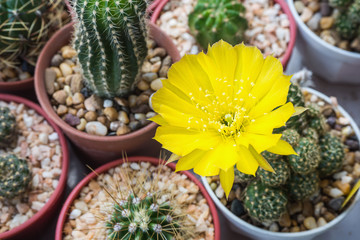 Fototapeta premium Blooming yellow flower of Lobivia cactus