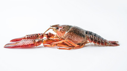 a live crayfish on a white background
