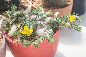 Blooming yellow flowers of succulent