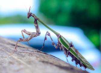 Natural born predators. Mantis in a natural environment. Selected Depth of Field.