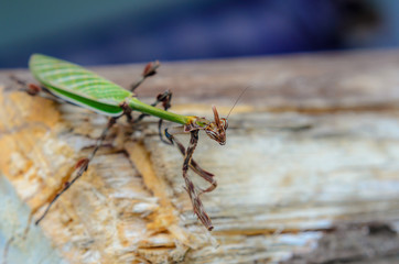 Natural born predators. Mantis in a natural environment. Selected Depth of Field.