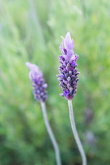 Lavender flowers blooming close up