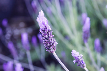Detail of lavender flowers blooming in spring