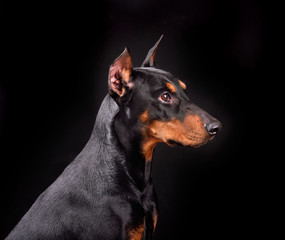 Portrait of doberman dog