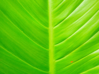 closeup of green leaf