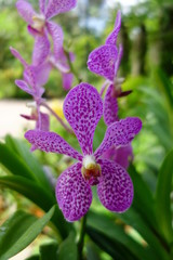 Orchidée