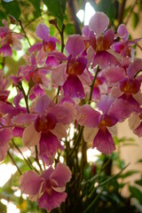 Naklejka na ściany i meble Orchidée
