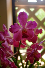 Orchid&eacute;e