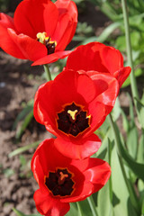 Fototapeta premium Red tulips, blooming in a garden in spring.